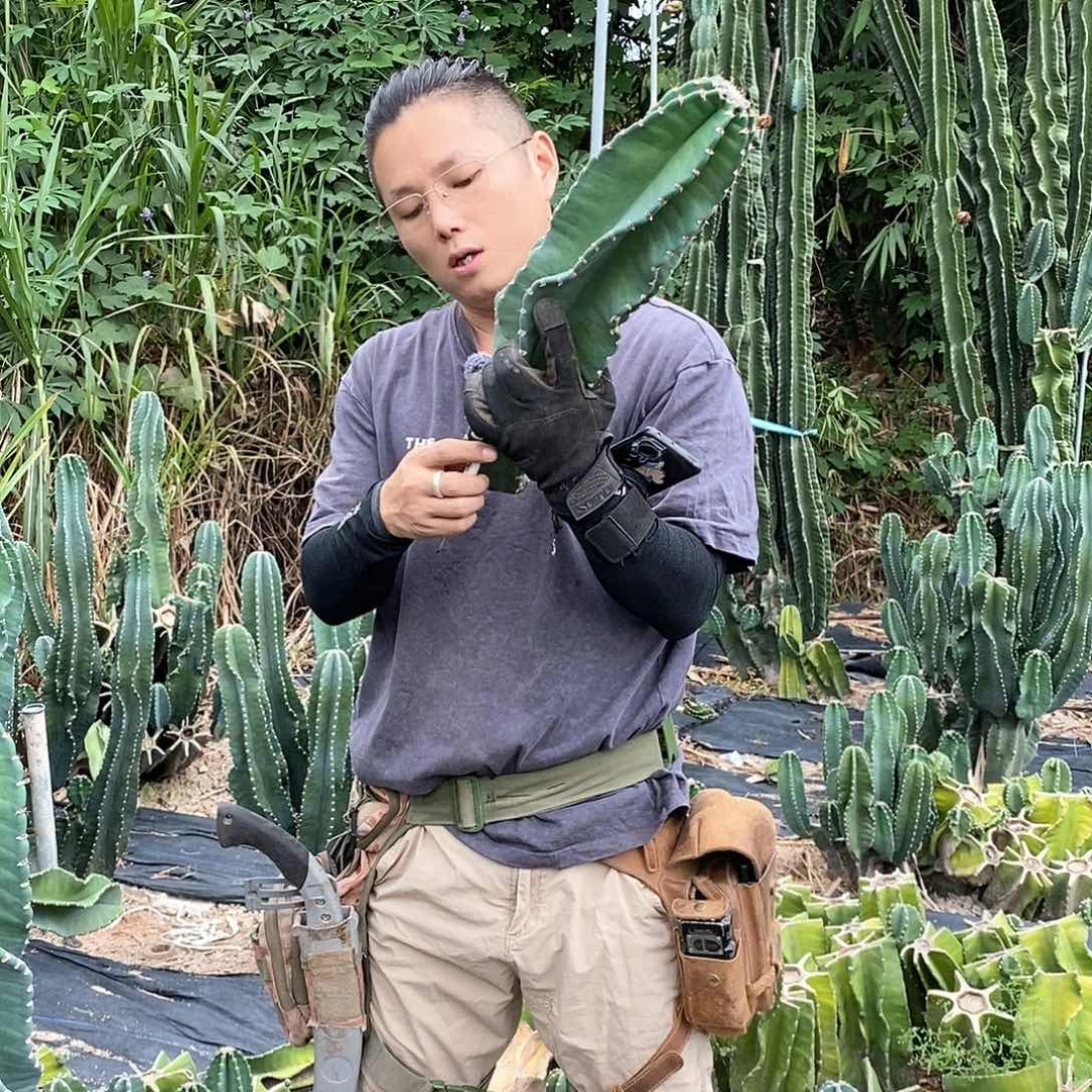 7号。秘鲁苹果侧枝无根