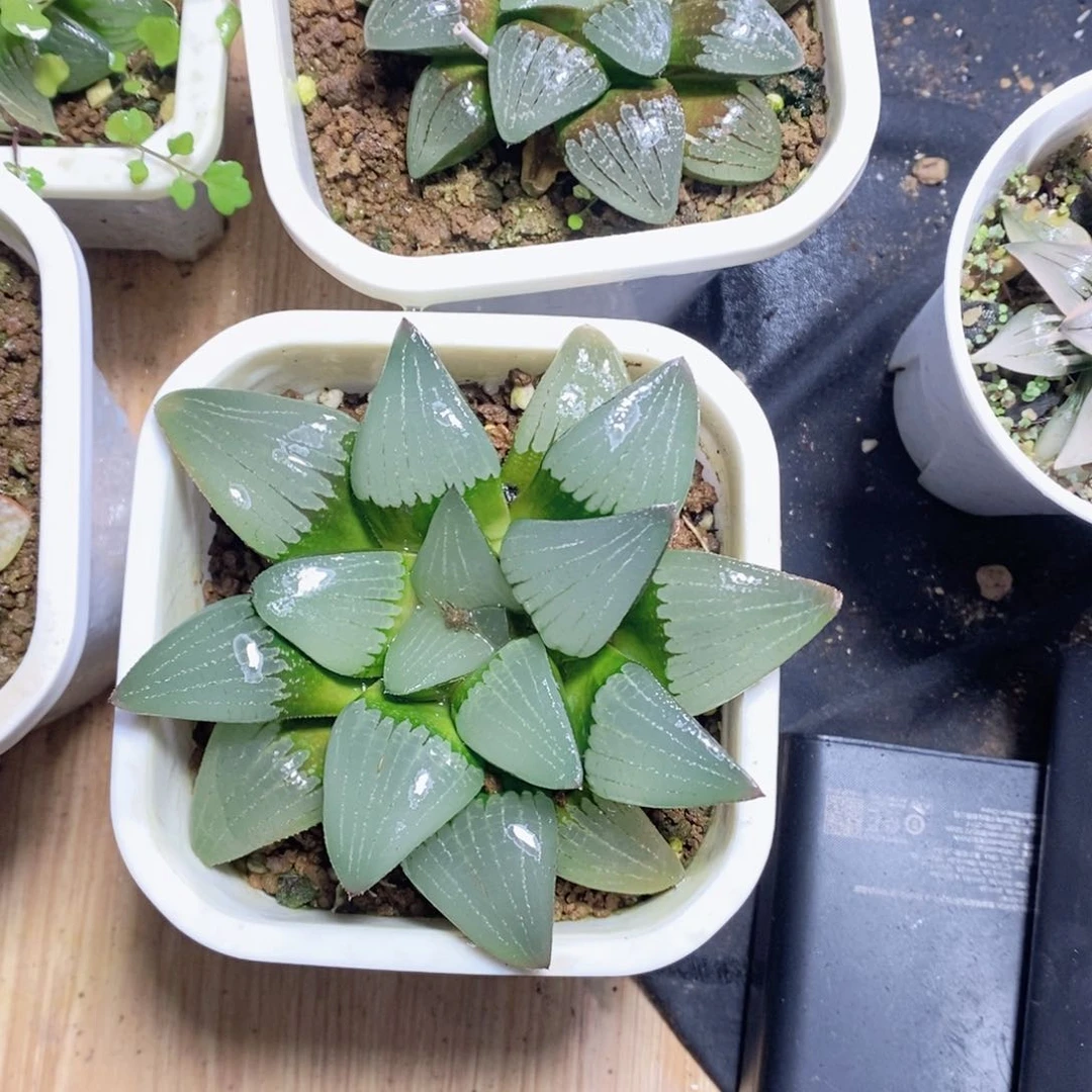 实生寿母本玉露多肉植物