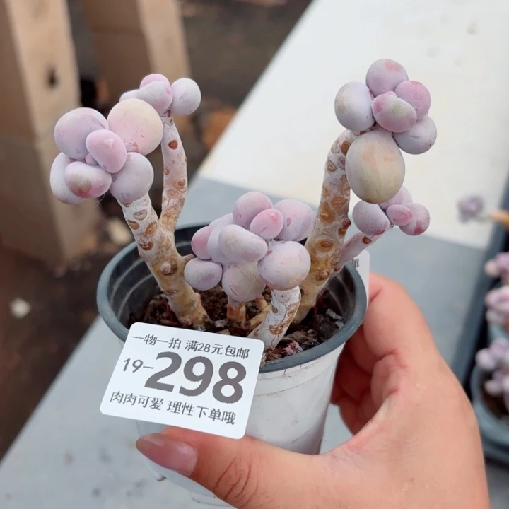 腰子蛋无盆土发货多肉多