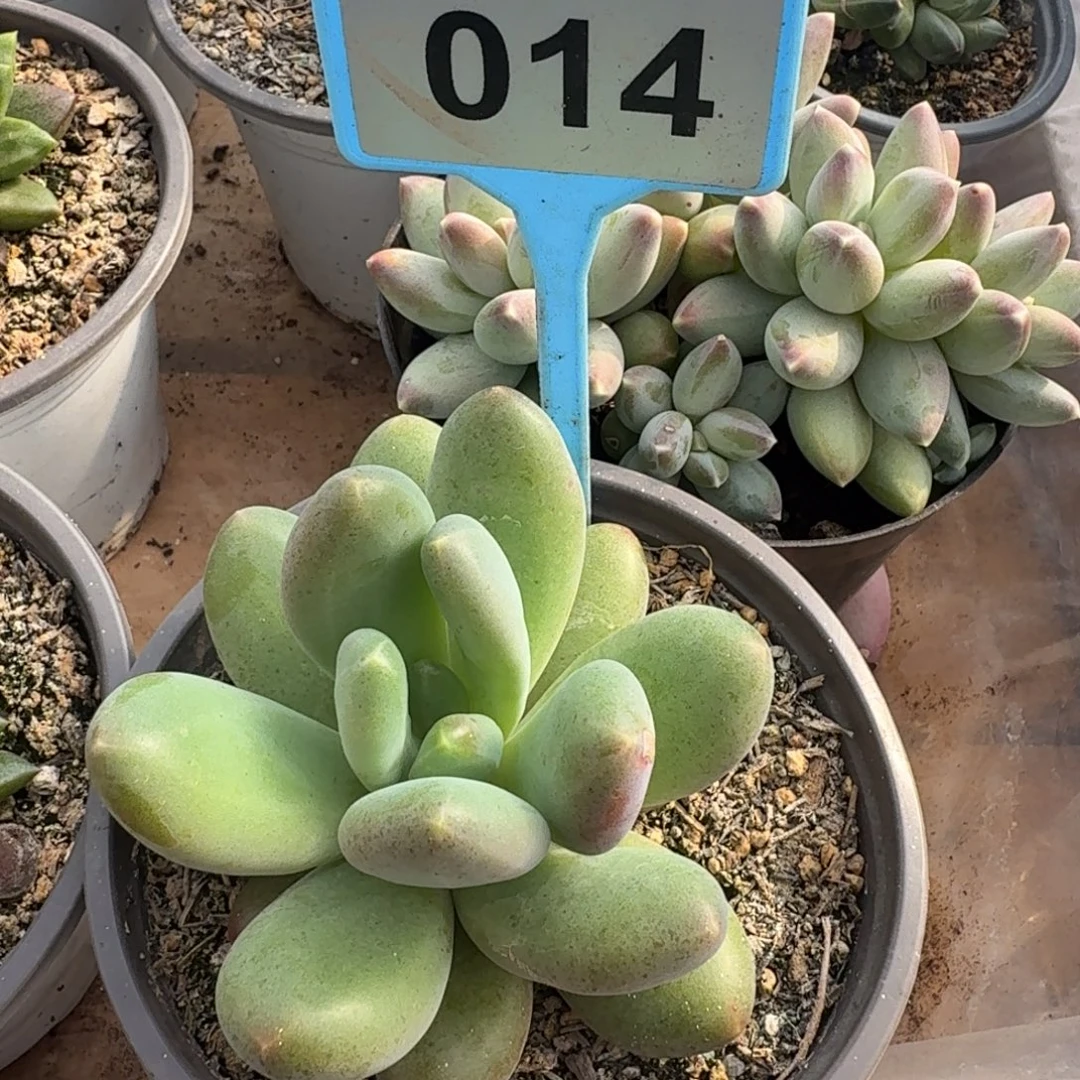 转***圈多肉植物漂亮单头014