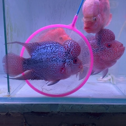 罗汉鱼鸿运罗汉微瑕aaa