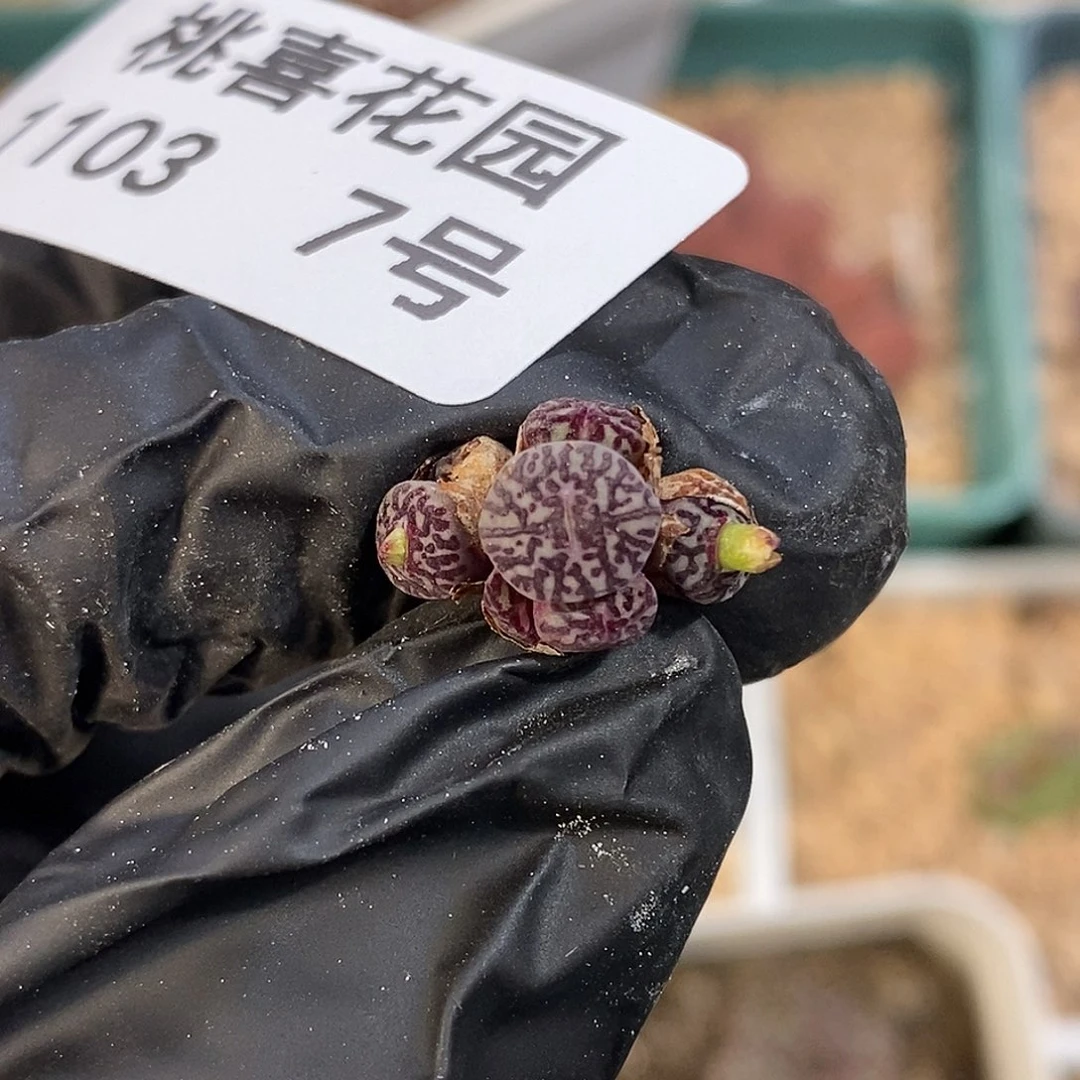 103-7-开播福利墨。