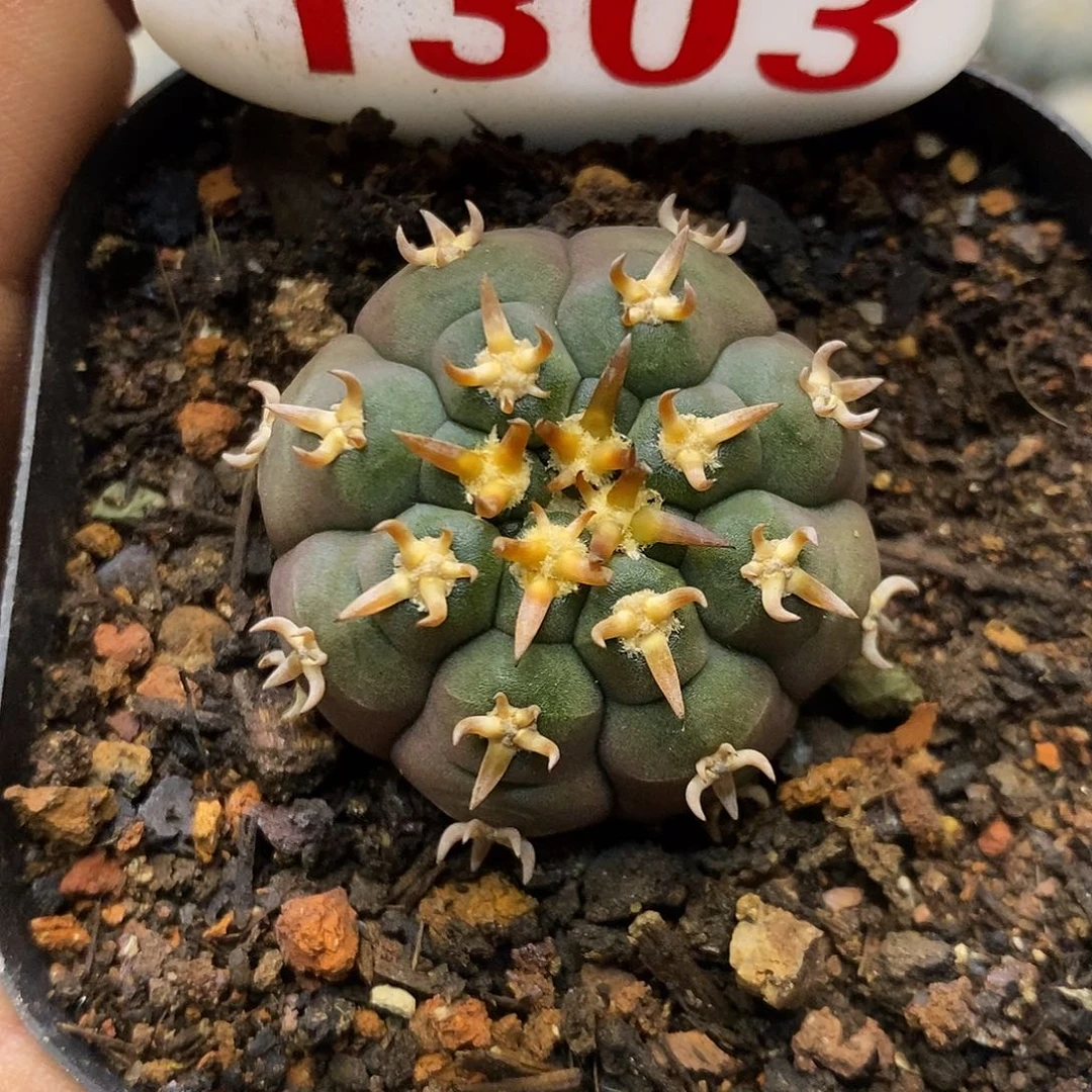 1303猫爪福利特价来了