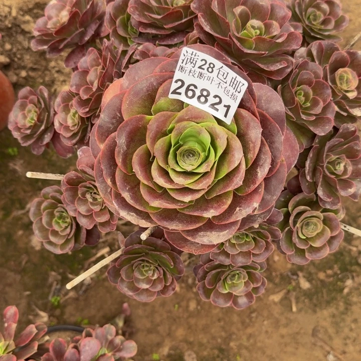 26821魅金多肉植物