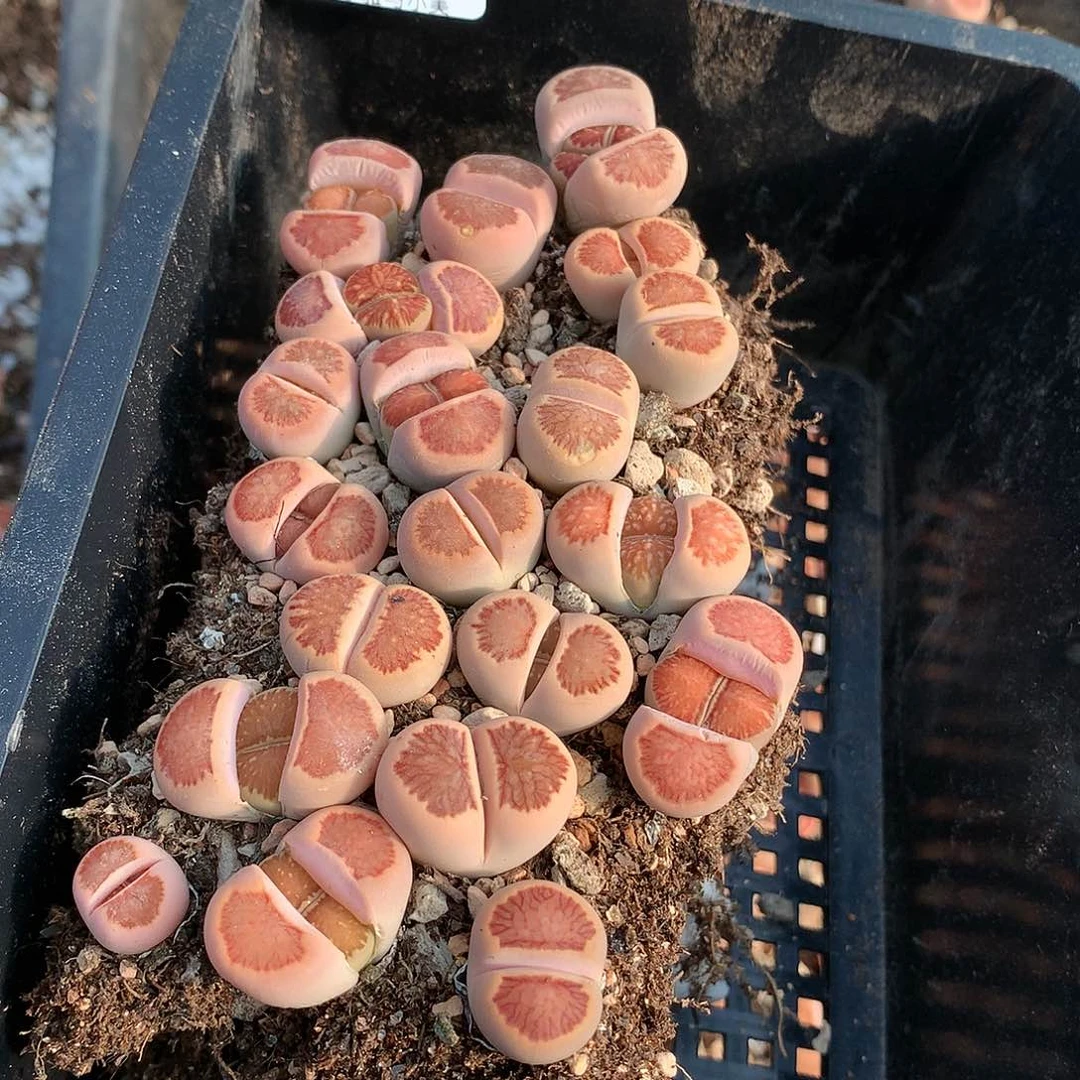 殷**婆B467多肉植物保护