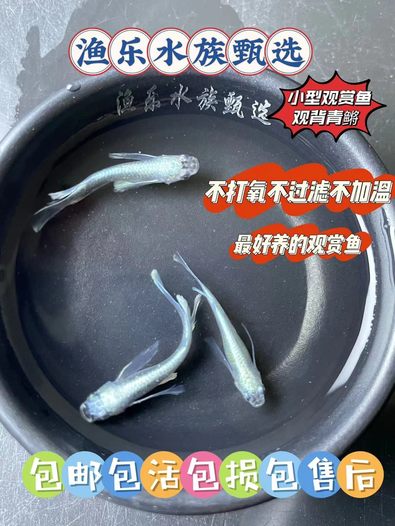 观背青鳉观赏鱼耐活不打氧淡水冷水原生迷你群游繁殖组好养耐活