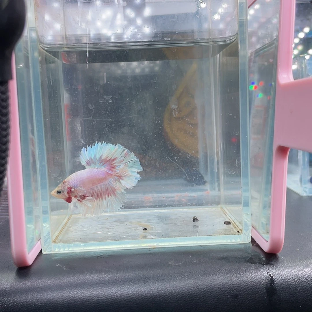 斗鱼粉白hmpk012号