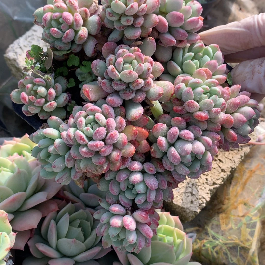 小红蛋多肉一物一拍