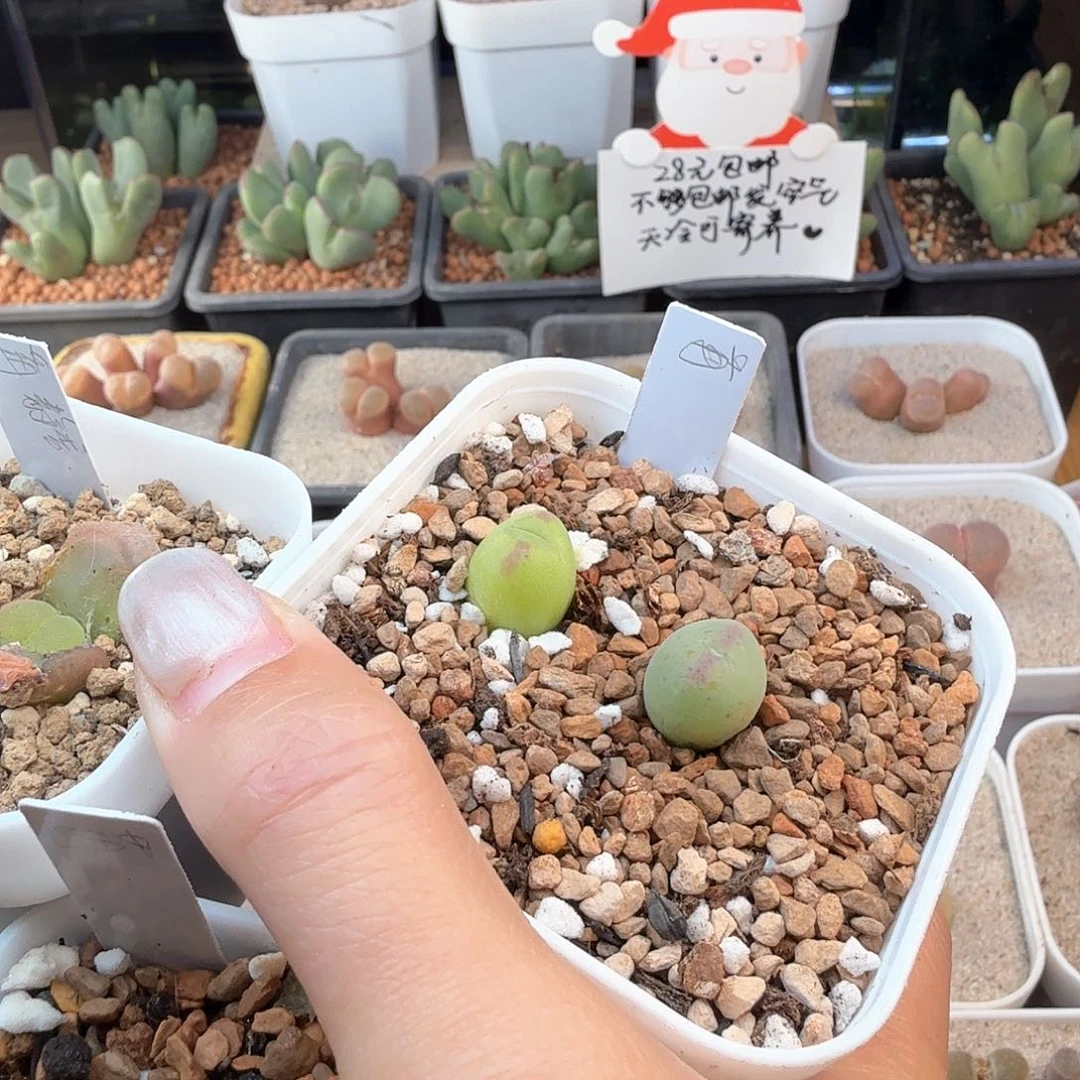 月****)2.11.3/苒苒的多肉植物