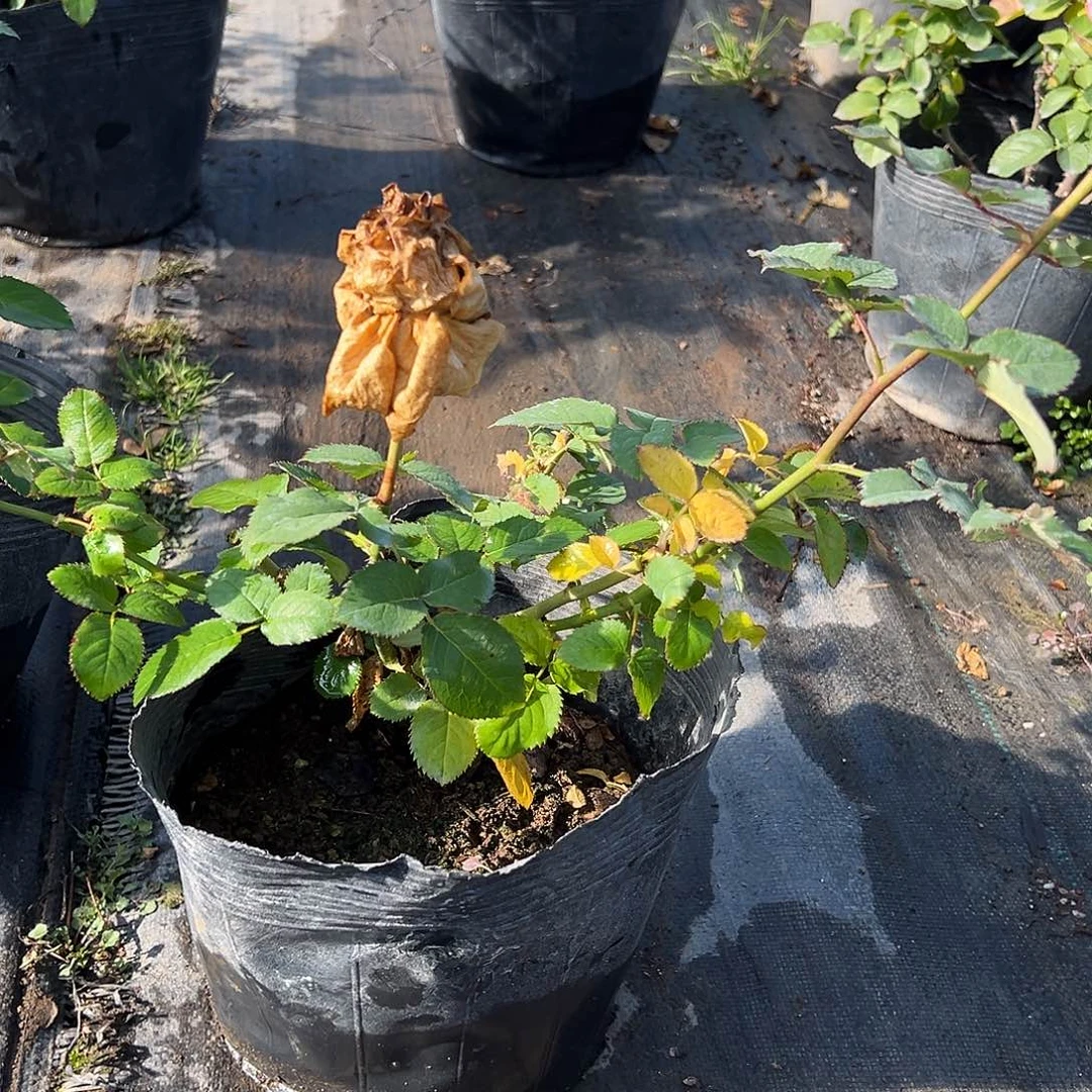 当前无花栽培后可以开花