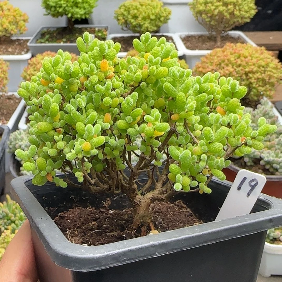 金桔糖球一物一拍