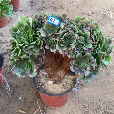 玫瑰缀化一物一拍