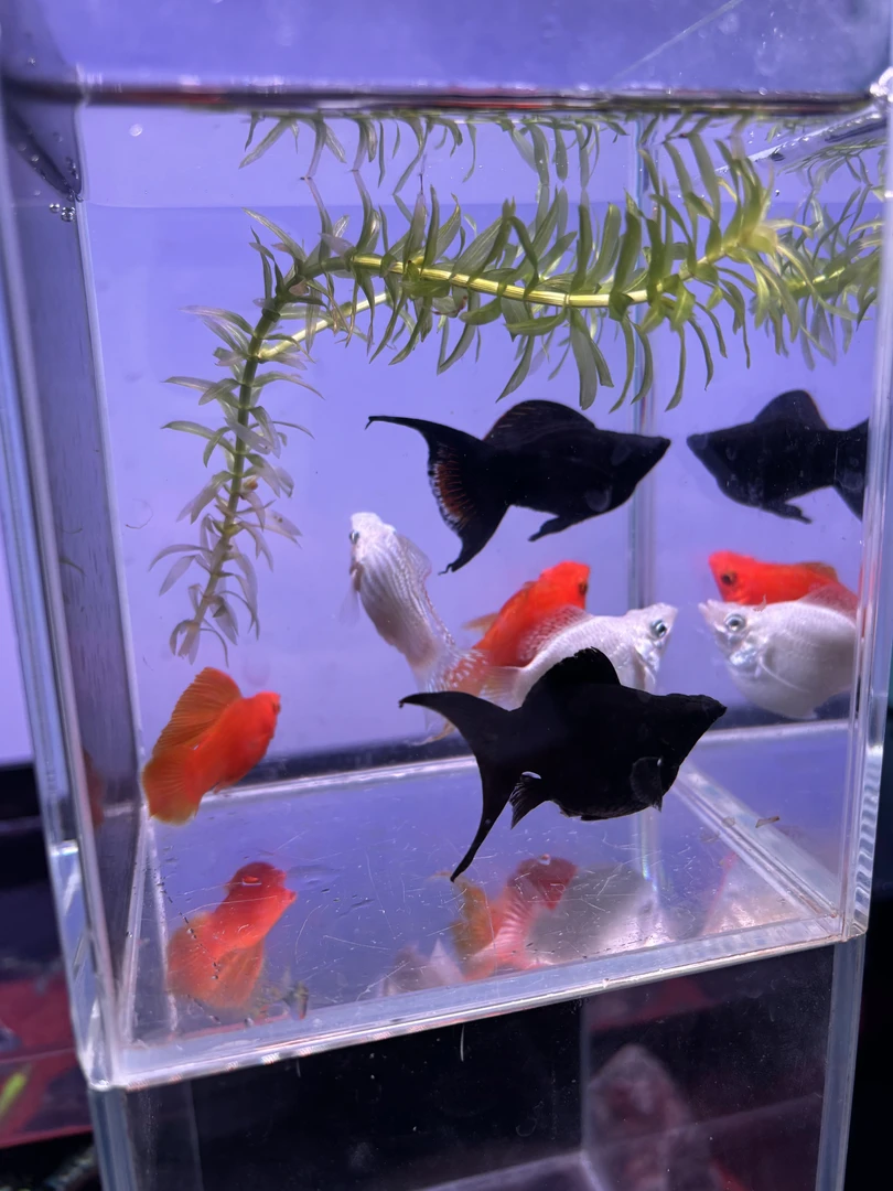 燕尾玛丽球5-6月热带鱼