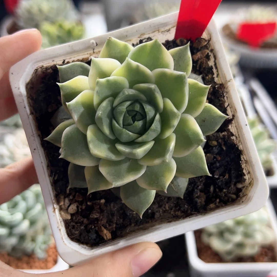 43号法比奥拉锦多肉植物