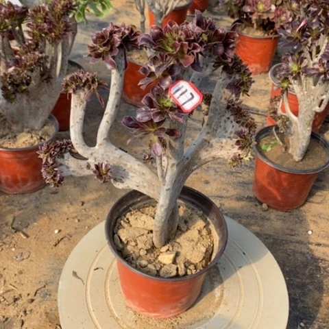 黑法师缀有断一物一拍