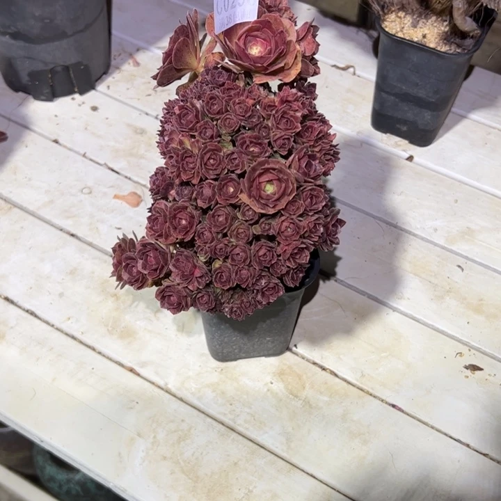 荷***色290万圣节缀化多肉植物