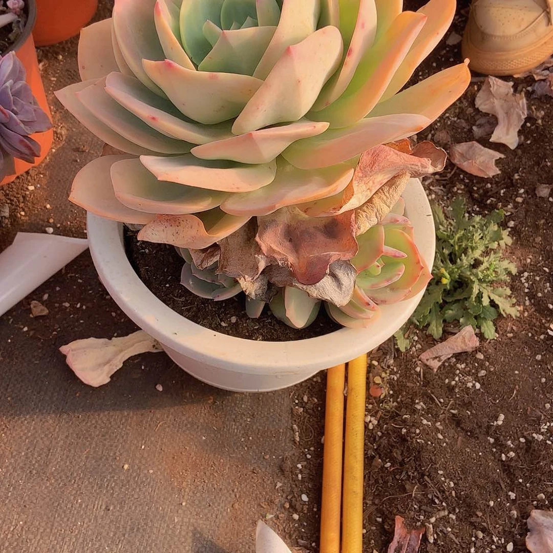 一物一拍多肉外播809白凤