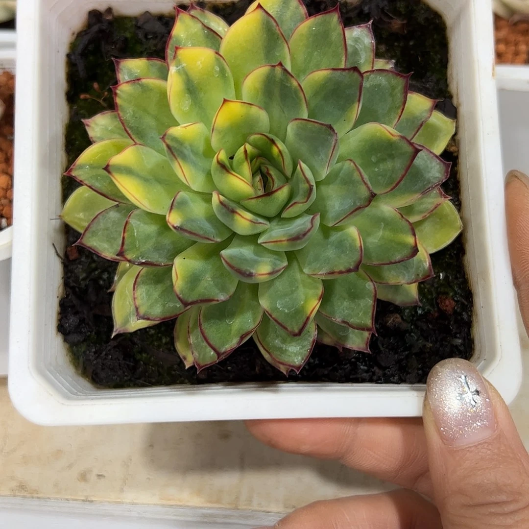 1831慈禧锦多肉植物