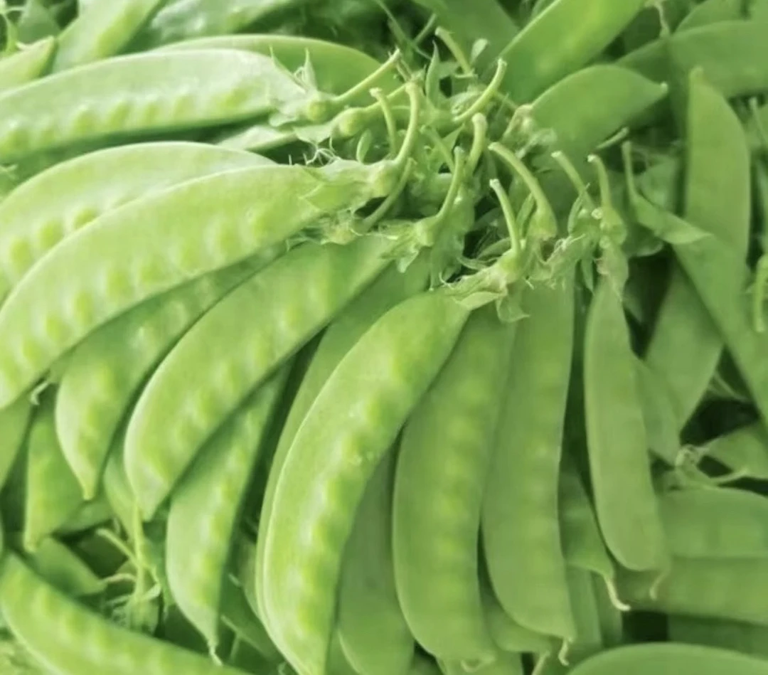 广西新鲜甜脆荷兰豆新鲜蔬菜豌豆荚现摘现发农家自种