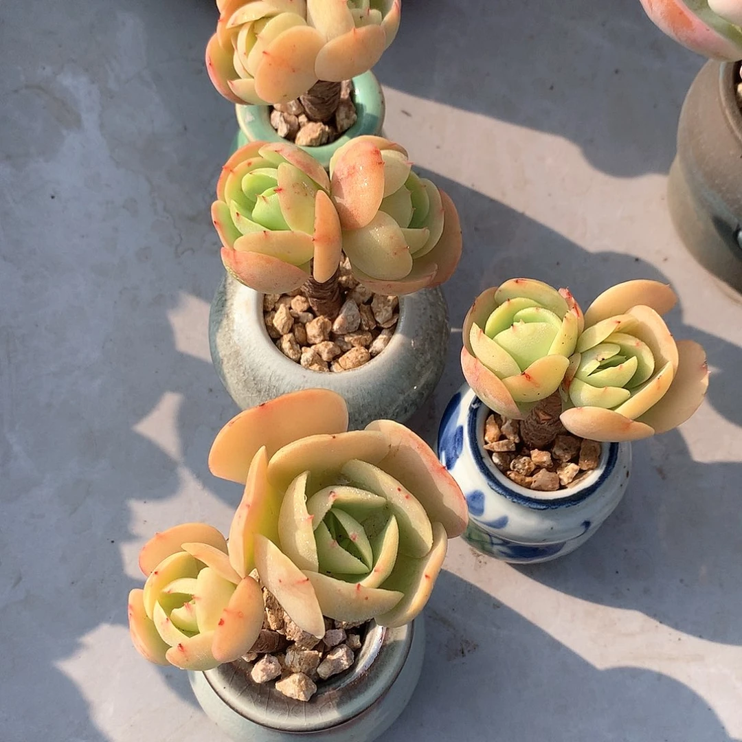 控养鸡蛋碧桃四颗