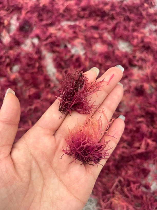 广东汕尾本港野生赤菜足干自晒无添加潮汕干货特产