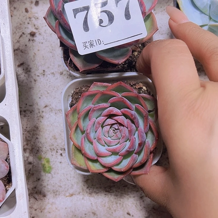 757单头粉色多肉植物