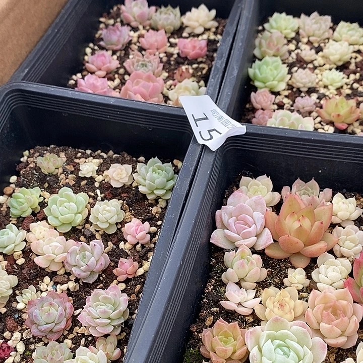 15 多肉植物盆栽花卉