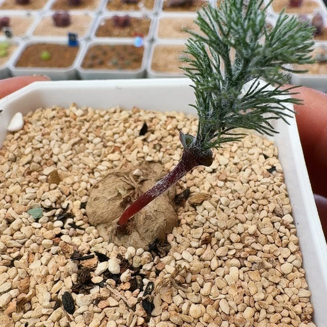 多肉植物鸡毛掸子雾冰玉64