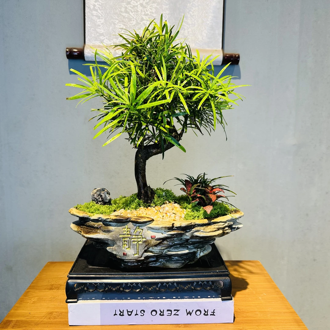 S弯造型罗汉松+静字多层陶瓷盆+接水盘