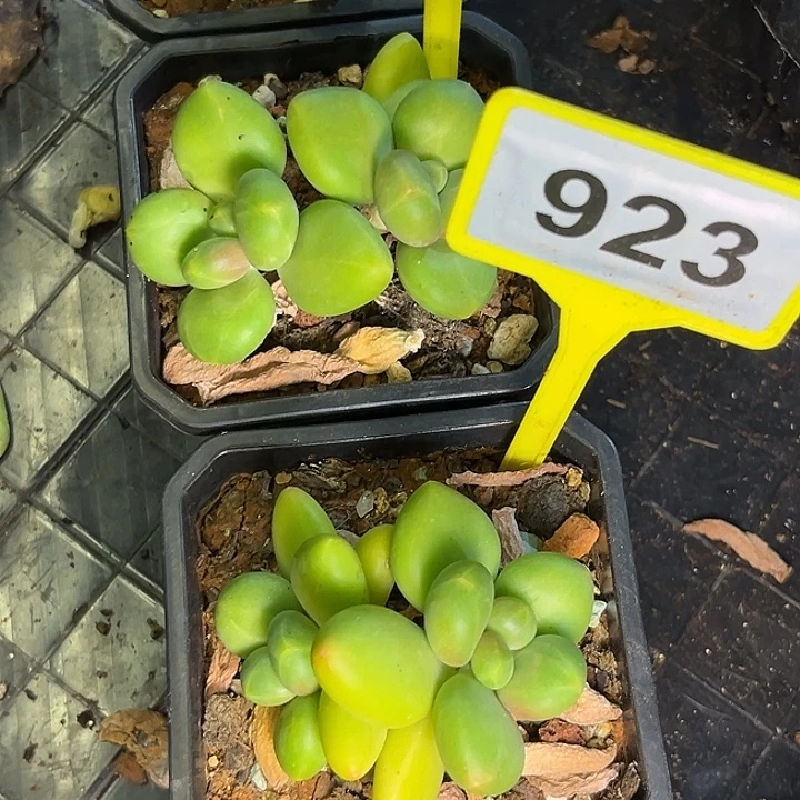 呼***哈芒果奶一物一拍923.924