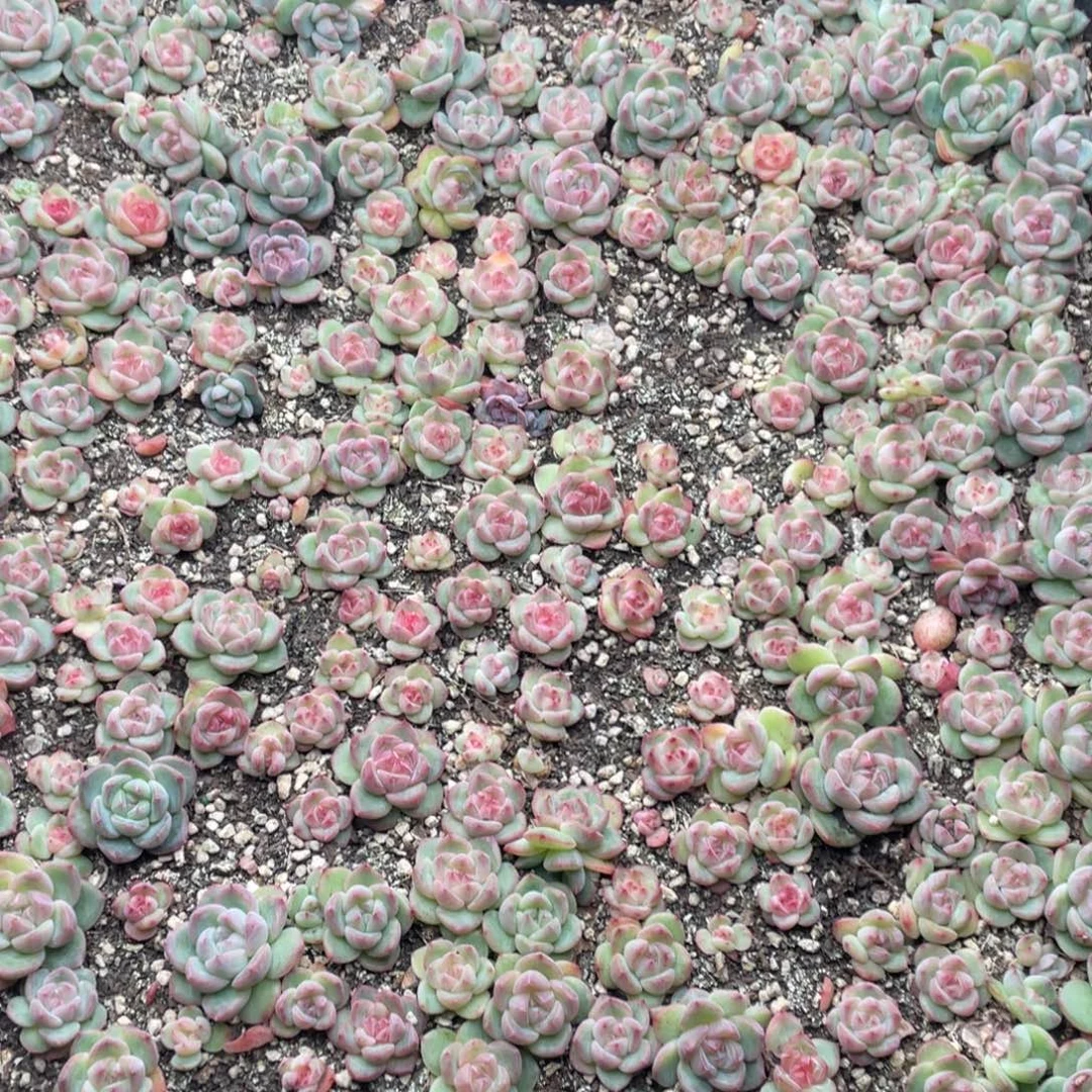 云糖心多肉植物233