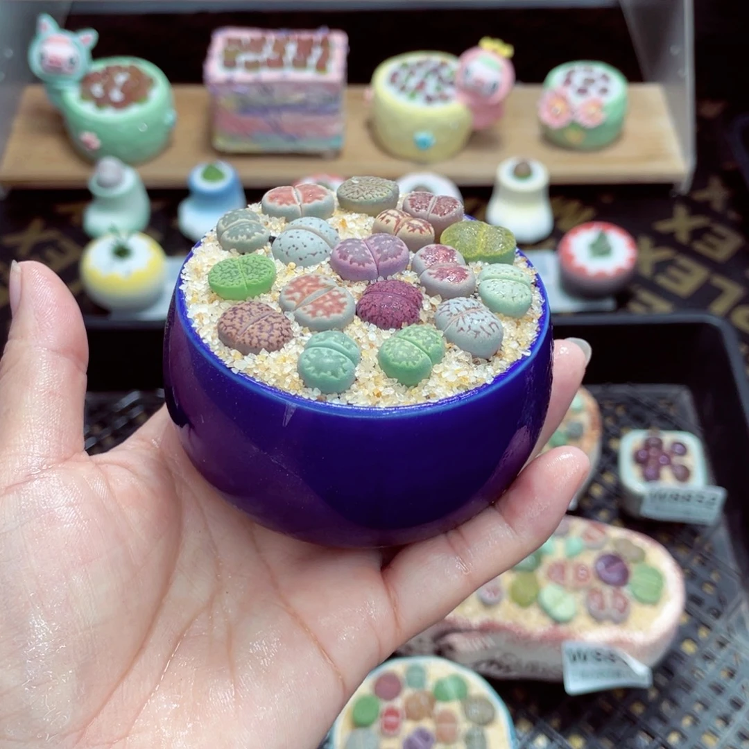 w8857 开播福利 带盆土发货一物一拍