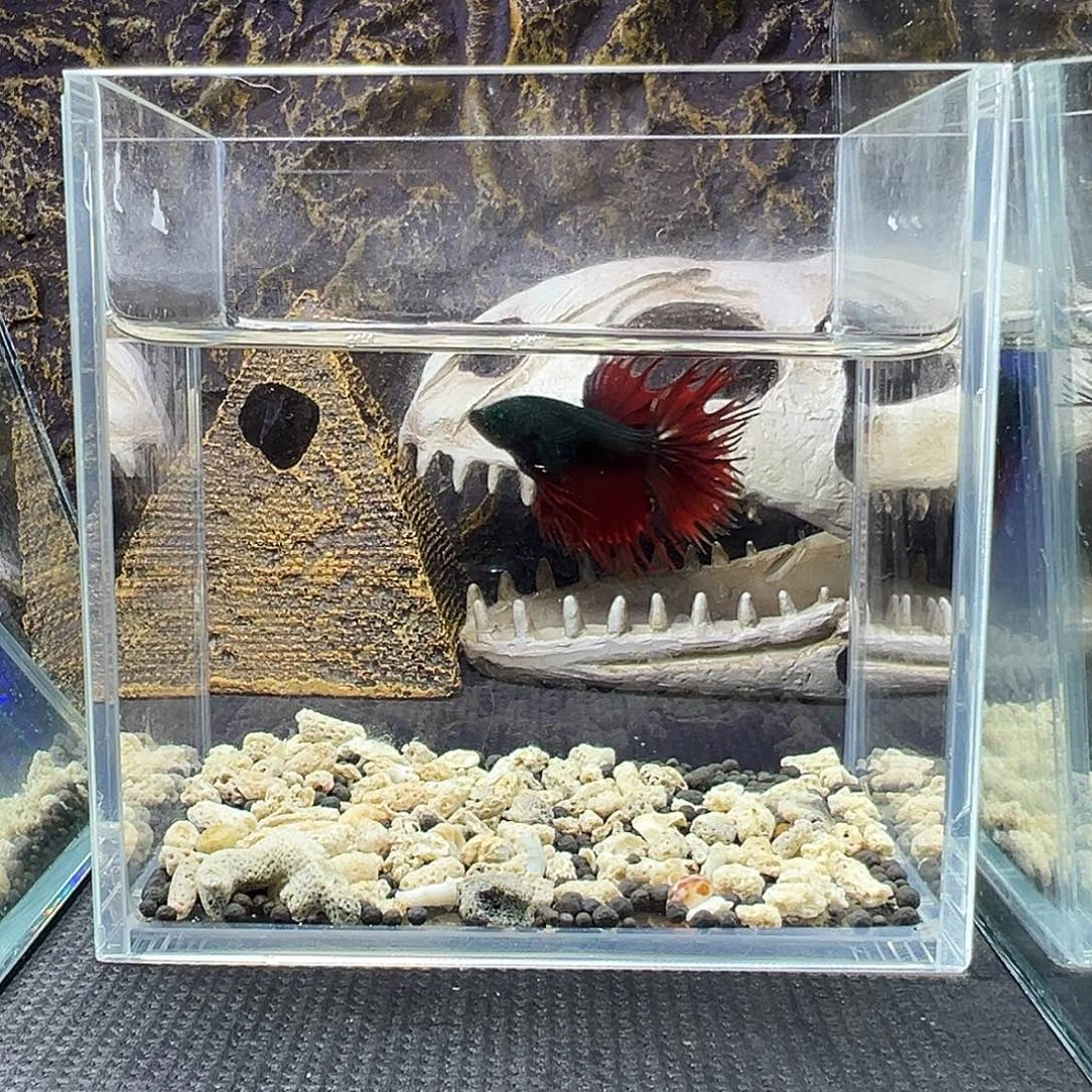 斗鱼精品精品精品精品精品精品