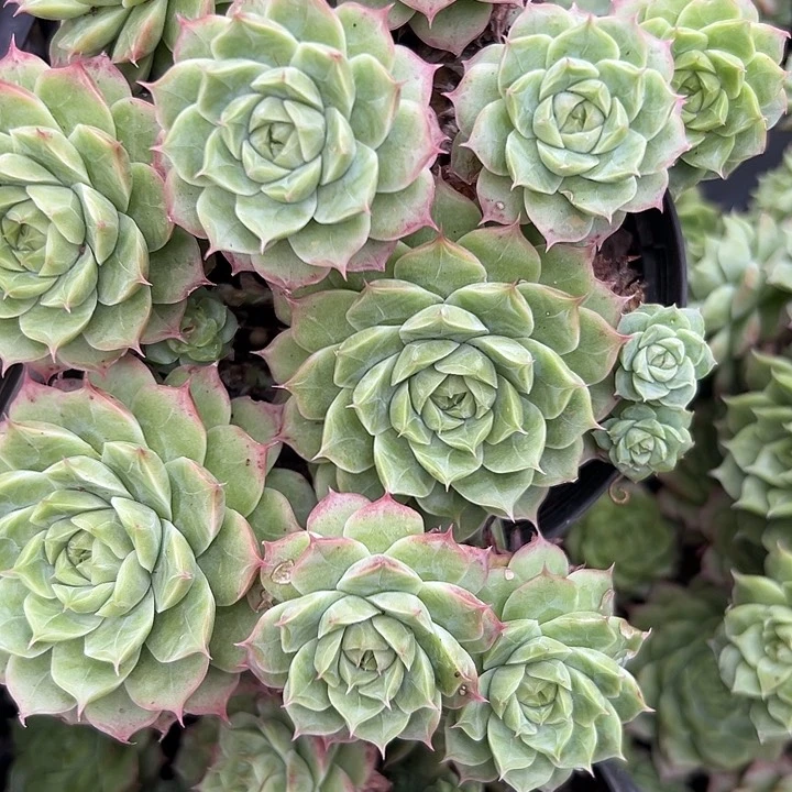 橙花群。