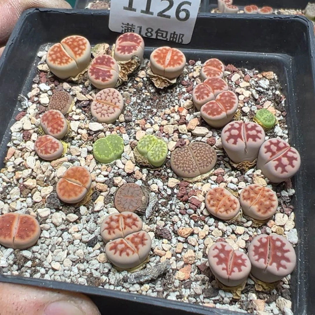 【闪购商品】 1126。