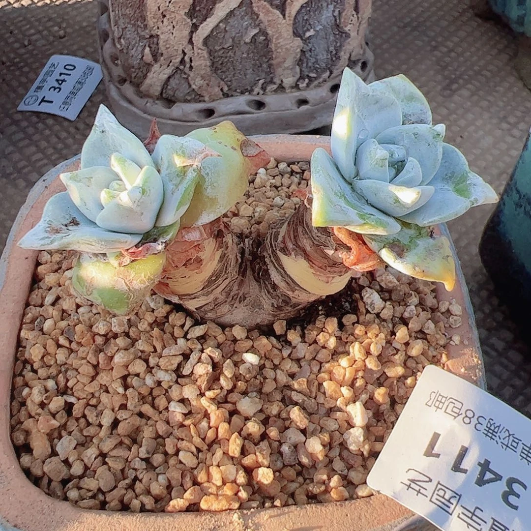 索***h3411苹果叶仙女杯