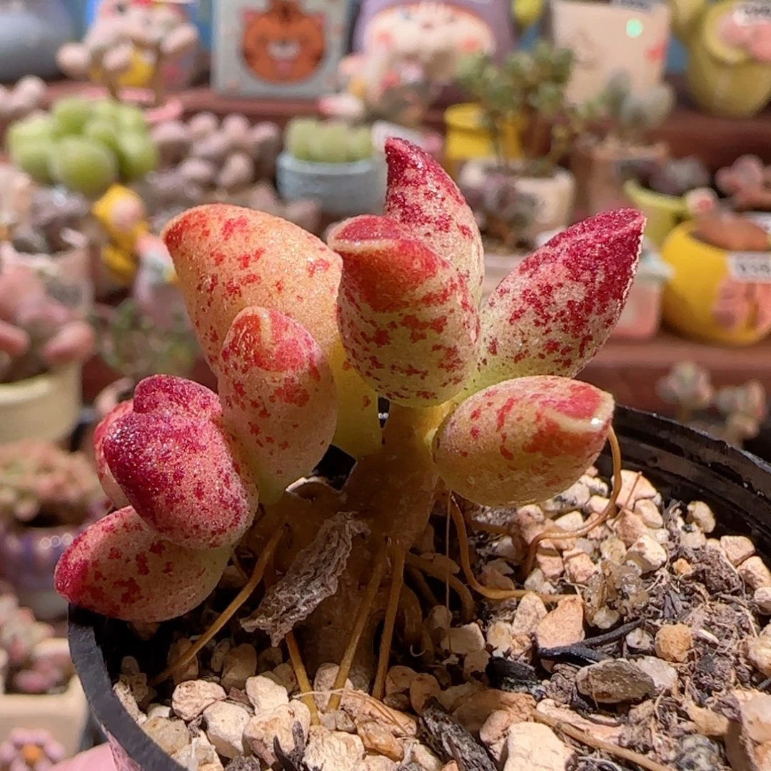 T艾薇水泡盆口3.5cm