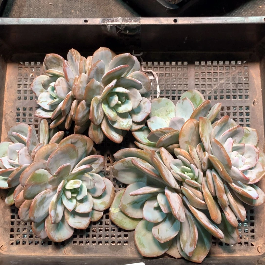 #347 不拍冷链不售后。