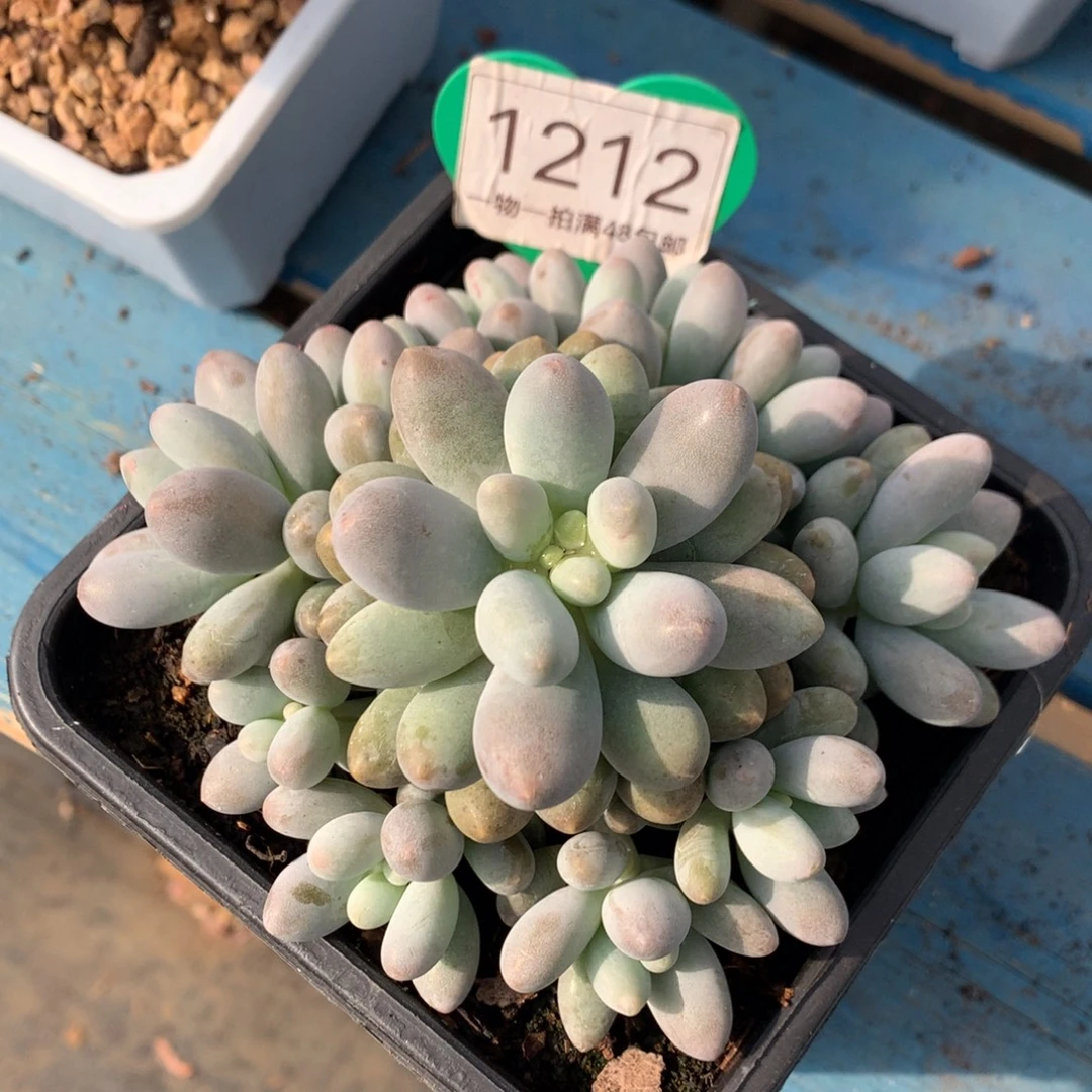 桃花奶无砍捧花1212