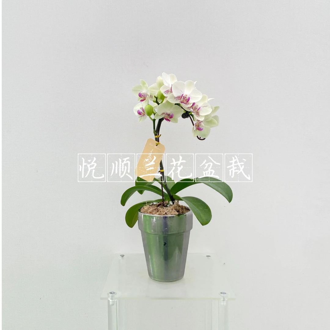 40100 蝴蝶兰 绿熊 绿植花卉 桌面花