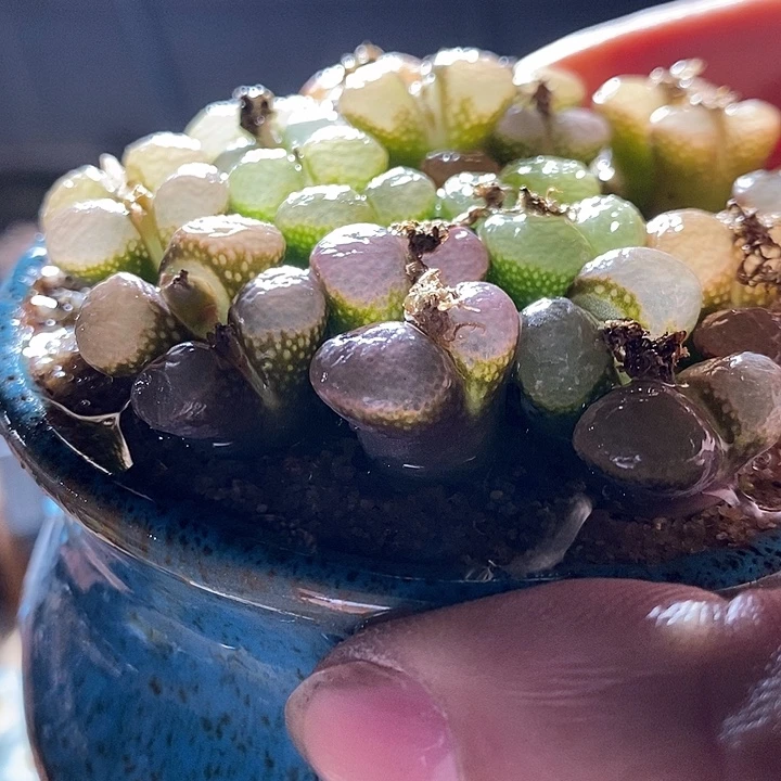 双头粉红少女风铃一颗。