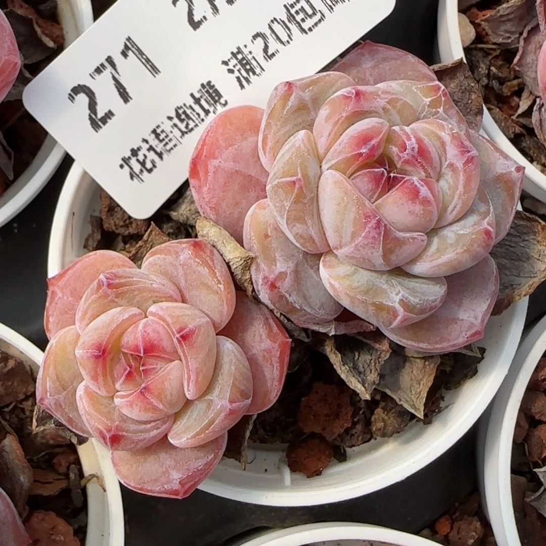 花语逸镜0205-271