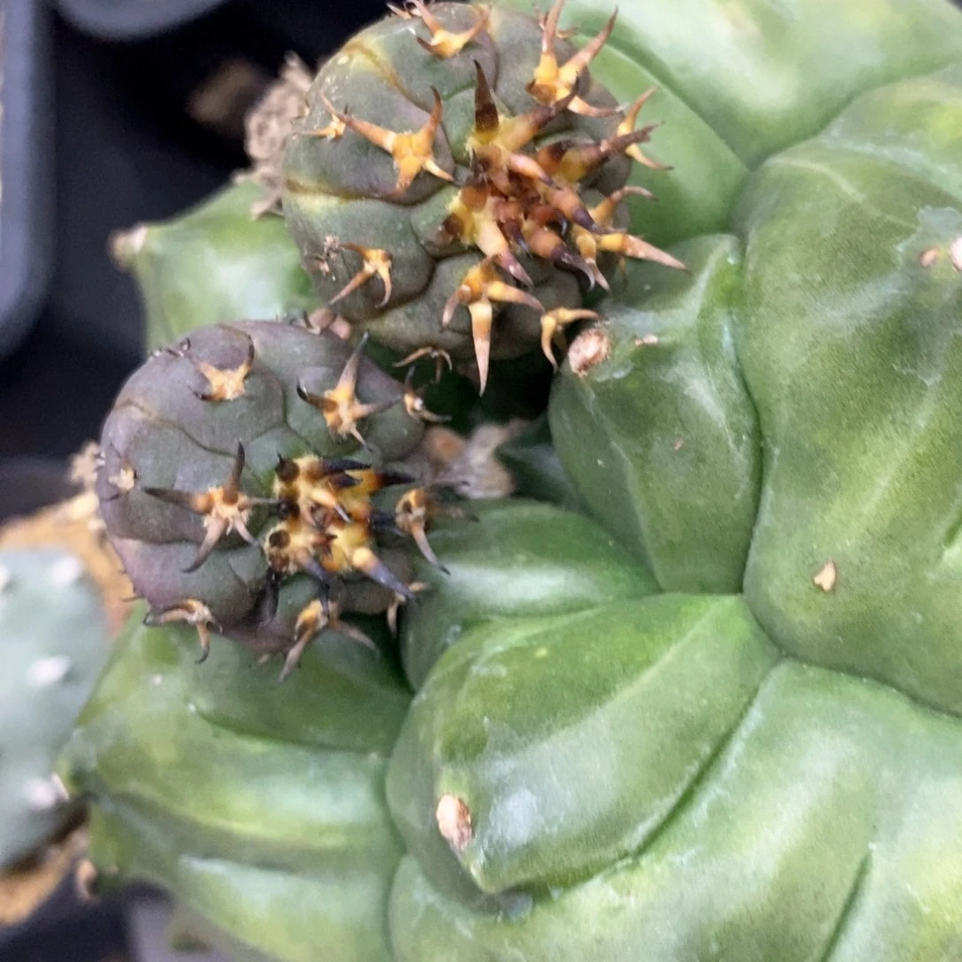 喵**婭仙人球的世界里有一