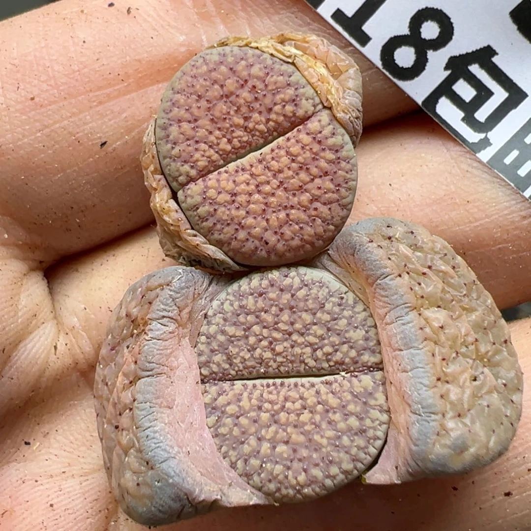 【闪购商品】305……