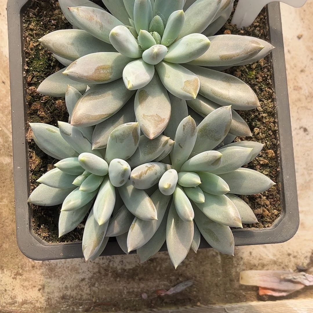 606哥特。