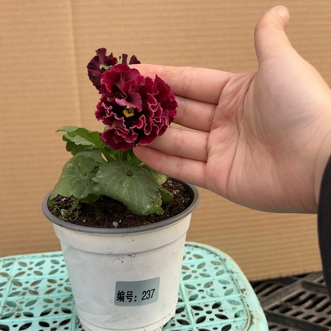 【闪购商品】完全开放237号