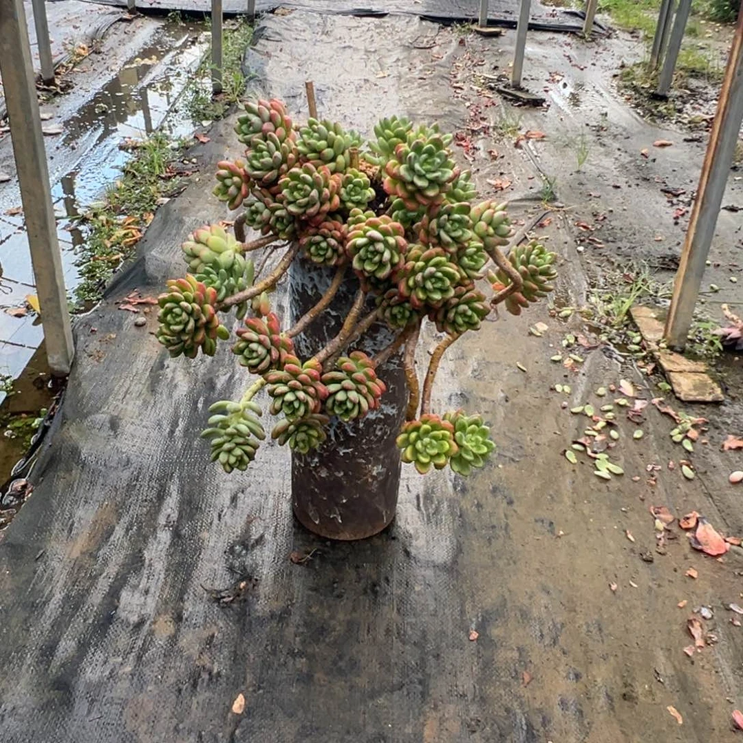 精品香格里拉妖桩加盆加物流费