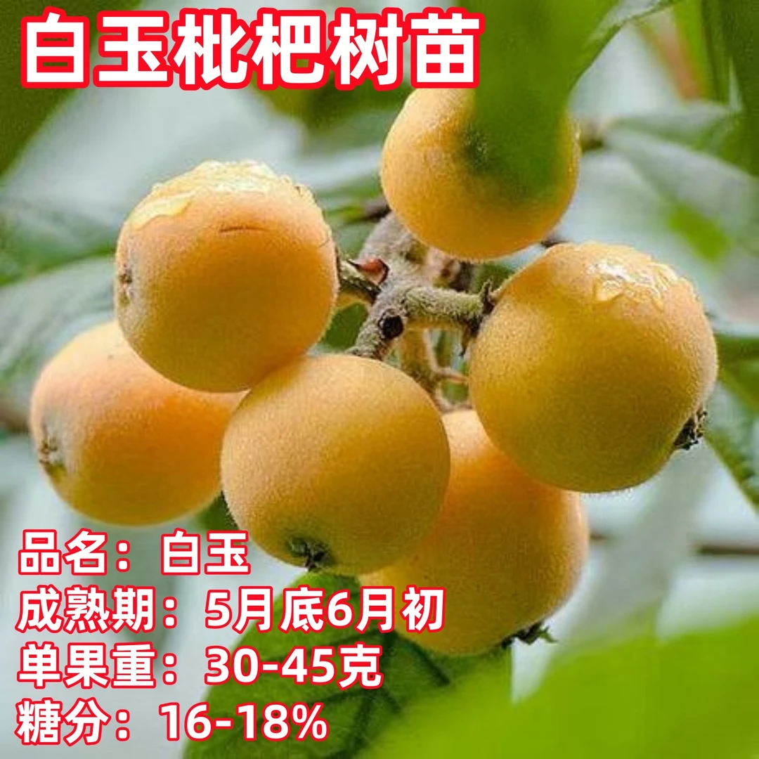 枇杷树苗嫁接白玉枇杷果树苗南北方种植盆栽地栽琵琶树苗现挖现发
