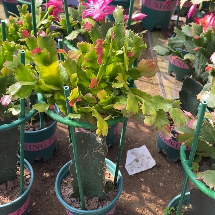 云***1完全开放荷花仙子重瓣花