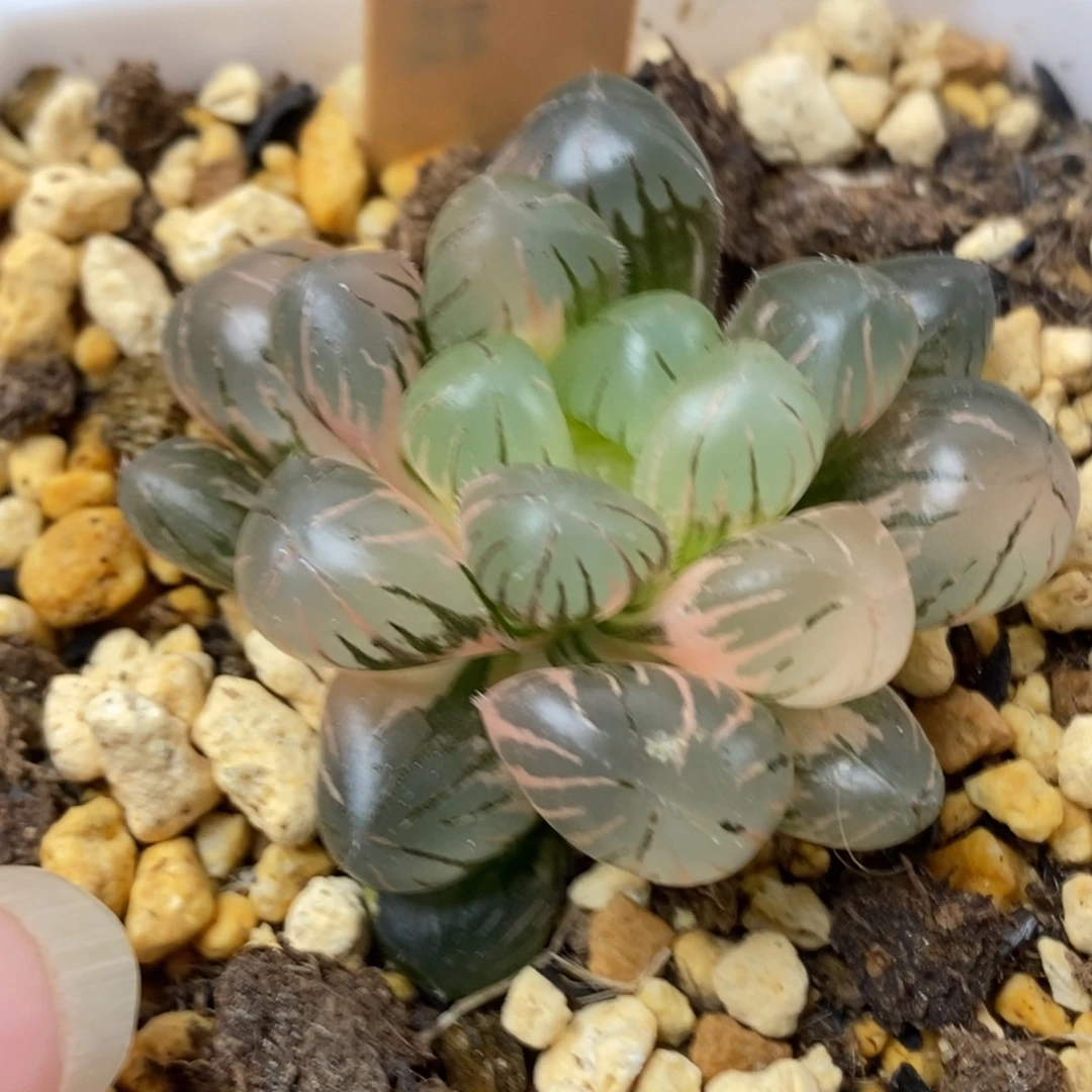 927冰灯锦一物一拍